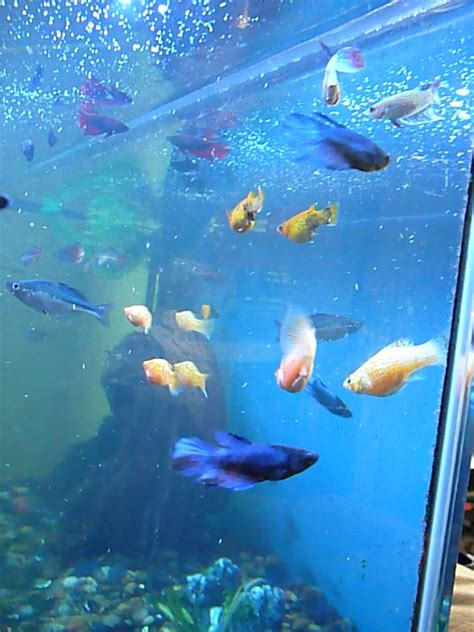 aquarium advice|20 Key Tips for Fish Keeping: The Ultimate Fish Care Guide.
